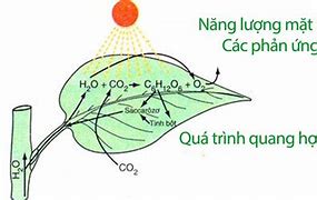 Quá Trình Quang Hợp Của Cây Xanh Là Gì